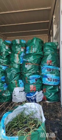 高度30厘米坡地毛冠草