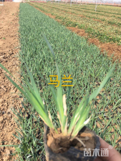 高度15厘米马兰头