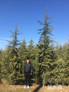 原生苗雪松