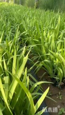 高度30厘米鸢尾