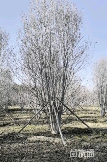 高度800厘米丛生美国红枫