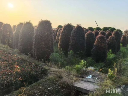 高度200厘米红花继木柱