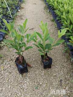 高度20厘米杜鹃