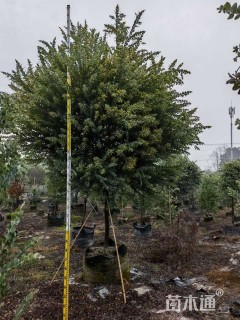 高度350厘米银叶金合欢