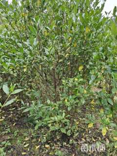 高度150厘米栀子花