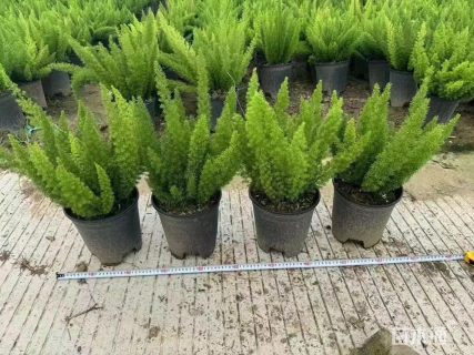 高度30厘米狐尾天门冬