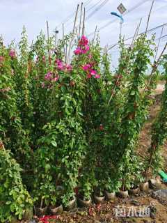 200厘米藤本月季