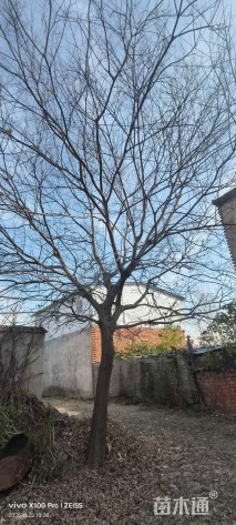 25公分多杆朴树
