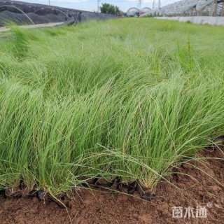 野牛草