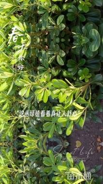 高度30厘米海桐小苗