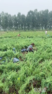 高度40厘米沙地柏