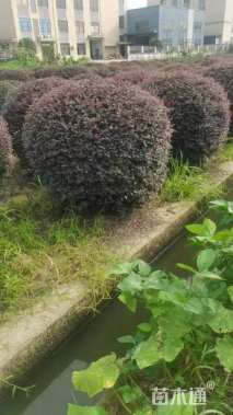 冠幅150厘米红花继木球