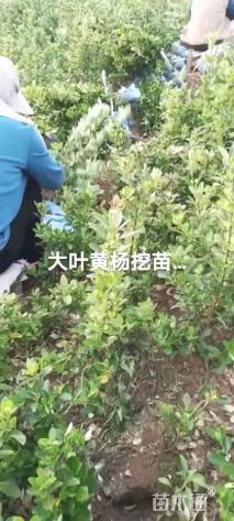 高度30厘米大叶黄杨