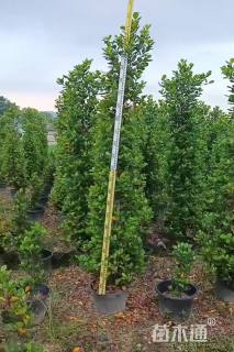 高度220厘米火山榕