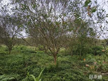 12公分四川红紫薇