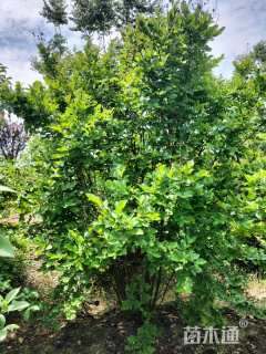 高度300厘米丛生紫薇