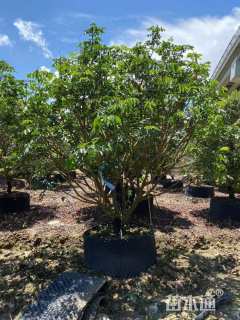 高度300厘米黄皮