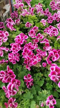 高度30厘米天竺葵