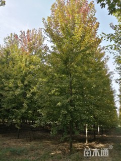 15公分美国红枫