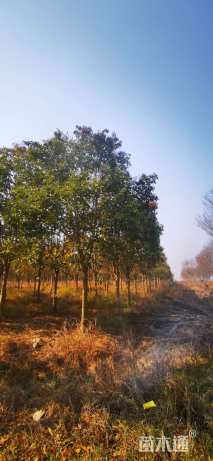 16公分大叶女贞