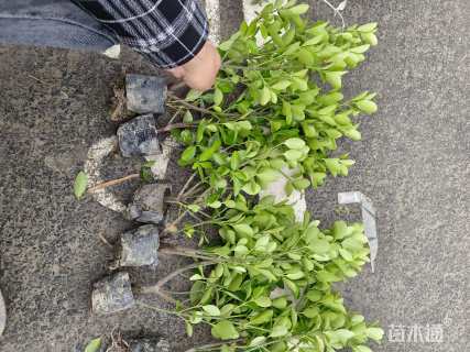 高度35厘米大叶黄杨