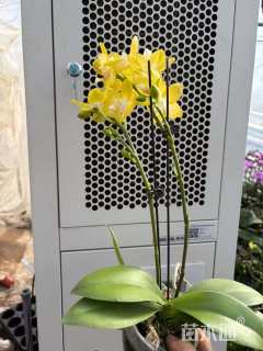 高度35厘米蝴蝶兰