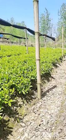 高度25厘米毛鹃