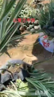 高度20厘米山管兰