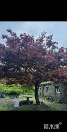 15公分中国红枫