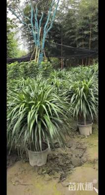 高度120厘米龙血树