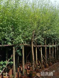 8公分柳树