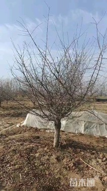 15公分垂丝海棠