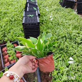 高度18厘米金边玉簪