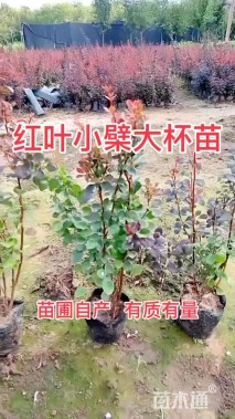 高度55厘米红叶小檗