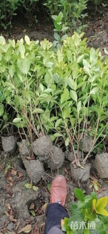 高度45厘米大叶栀子