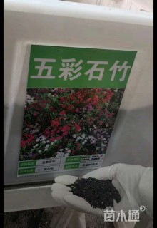 五彩石竹种子
