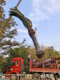 裸干高300厘米海枣