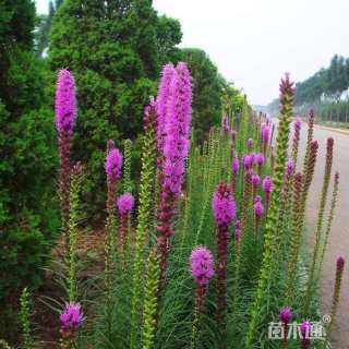 高度30厘米芍药