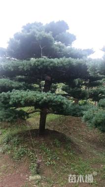 16公分日本五针松