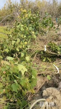 高度1.8厘米木芙蓉