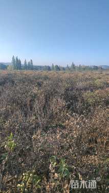 高度60厘米牡丹