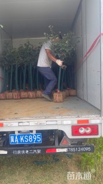 高度120厘米月季