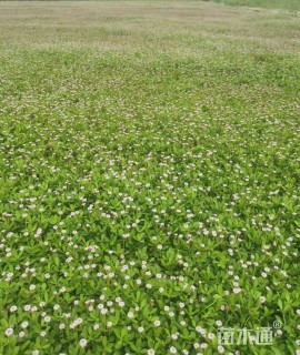 高度5厘米姬岩垂草