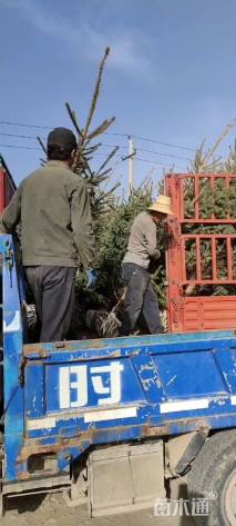 高度450厘米云杉