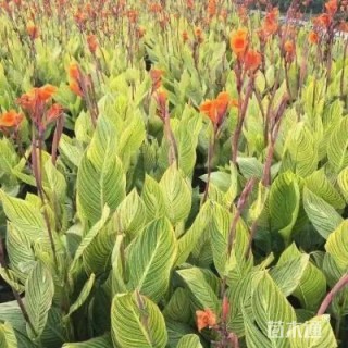 高度80厘米花叶美人蕉