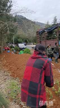 18公分香泡