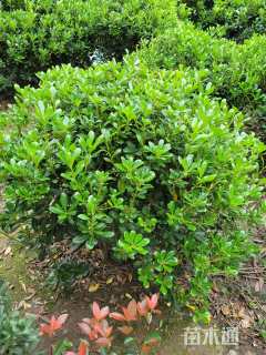 冠幅100厘米海桐球