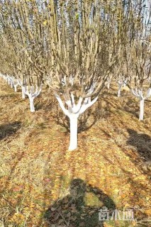 20公分西府海棠