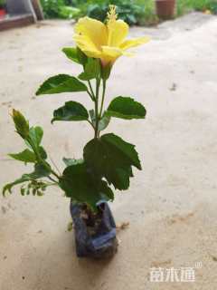 高度25厘米朱槿