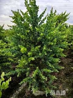 高度80厘米银叶金合欢